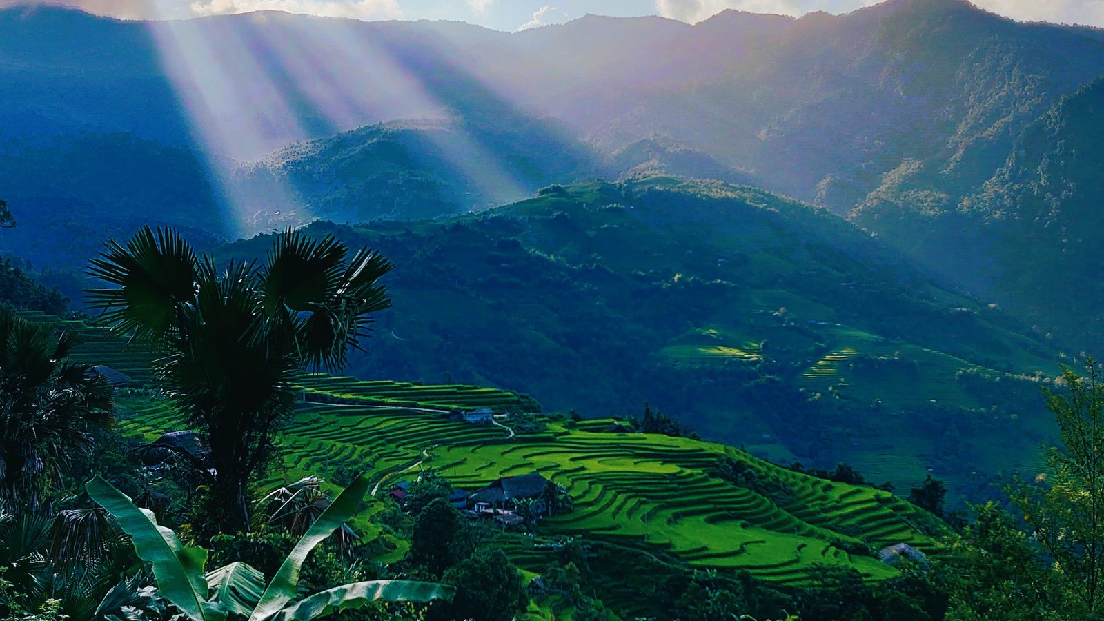 Ha Giang rice fields