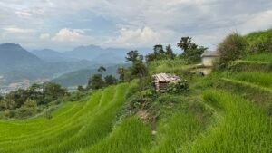 Bánh trưng “dú vấy” của người Dao Đỏ ở Hà Giang