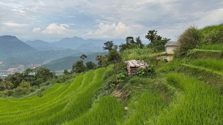Bánh trưng “dú vấy” của người Dao Đỏ ở Hà Giang